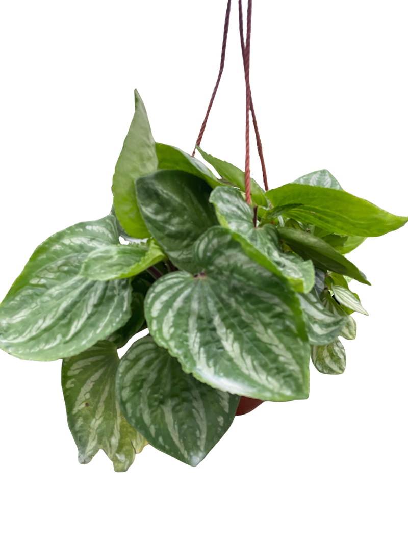 Peperomia Ecuador