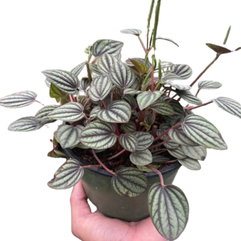 Peperomia &