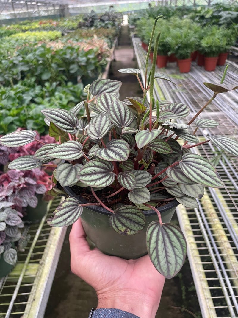 Peperomia &