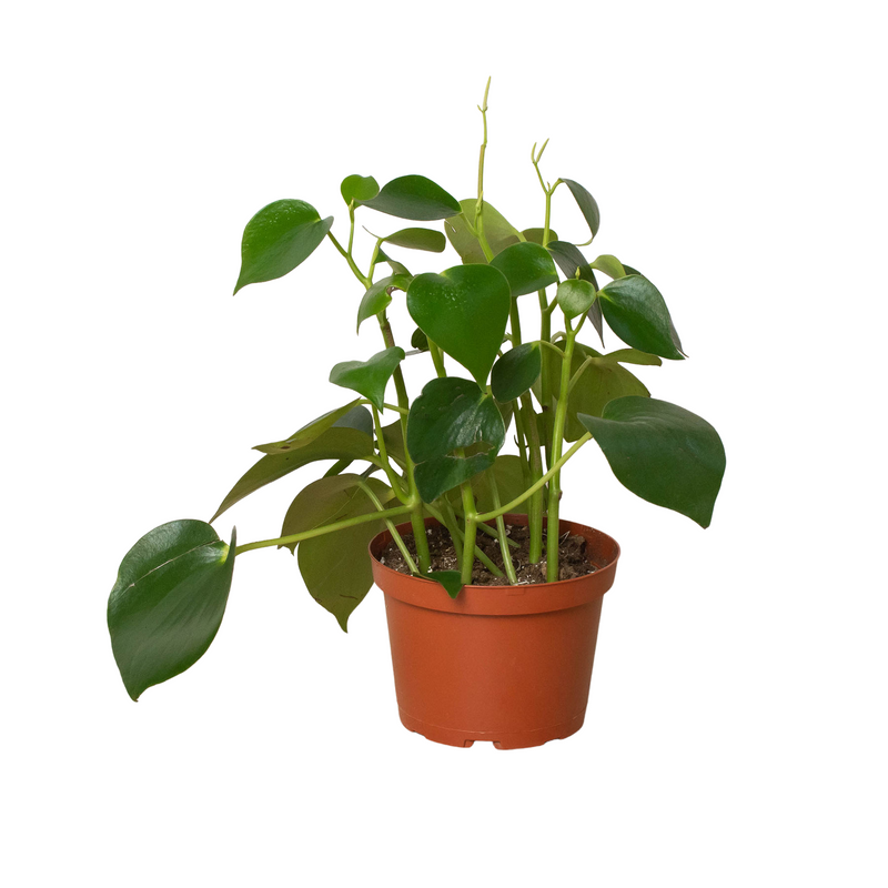 Peperomia &