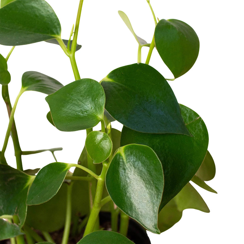 Peperomia &