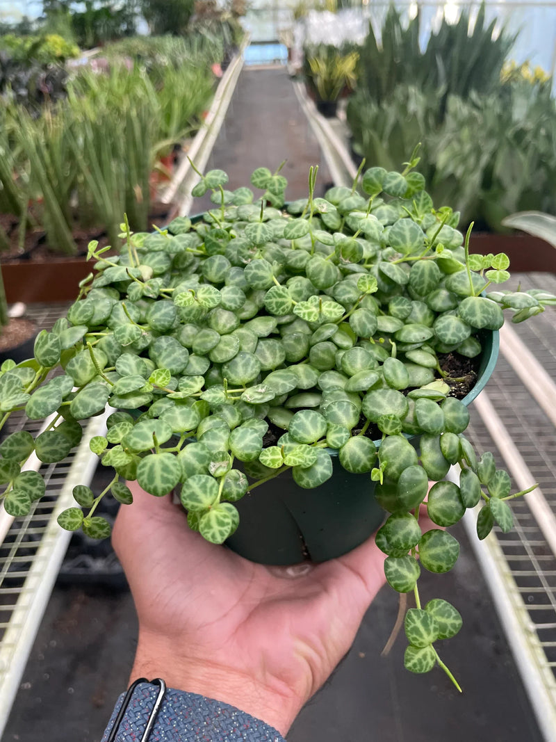 Peperomia Prostrata &