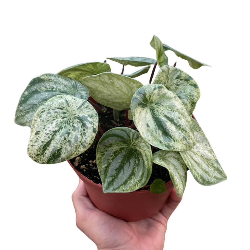 Peperomia &