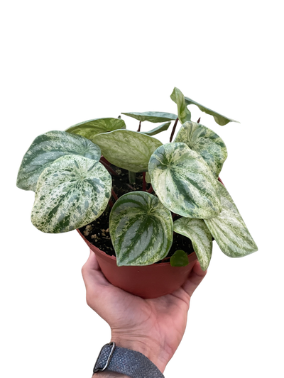 Peperomia 'Watermelon Variegated'