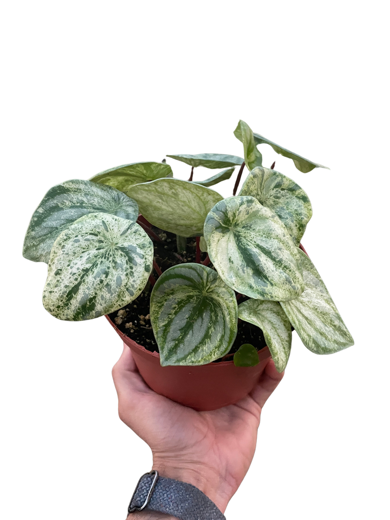 Peperomia &