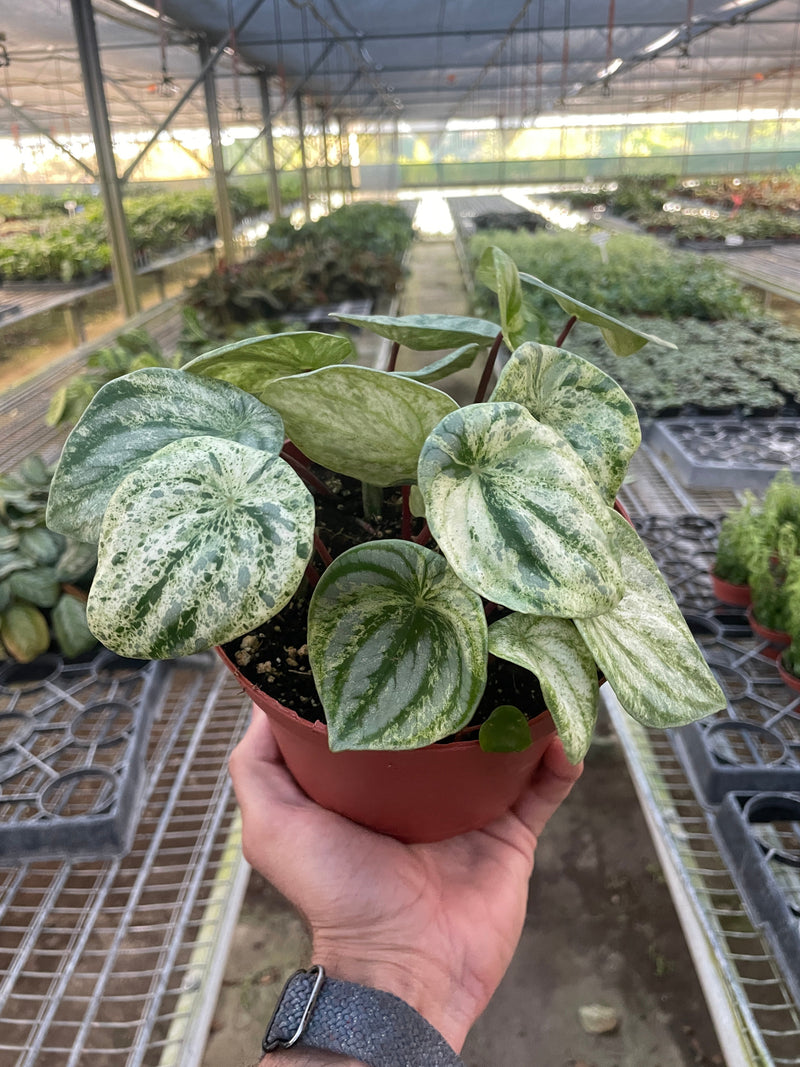 Peperomia &