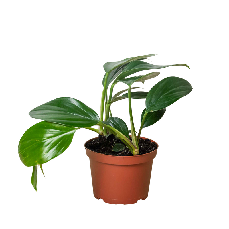 Philodendron &