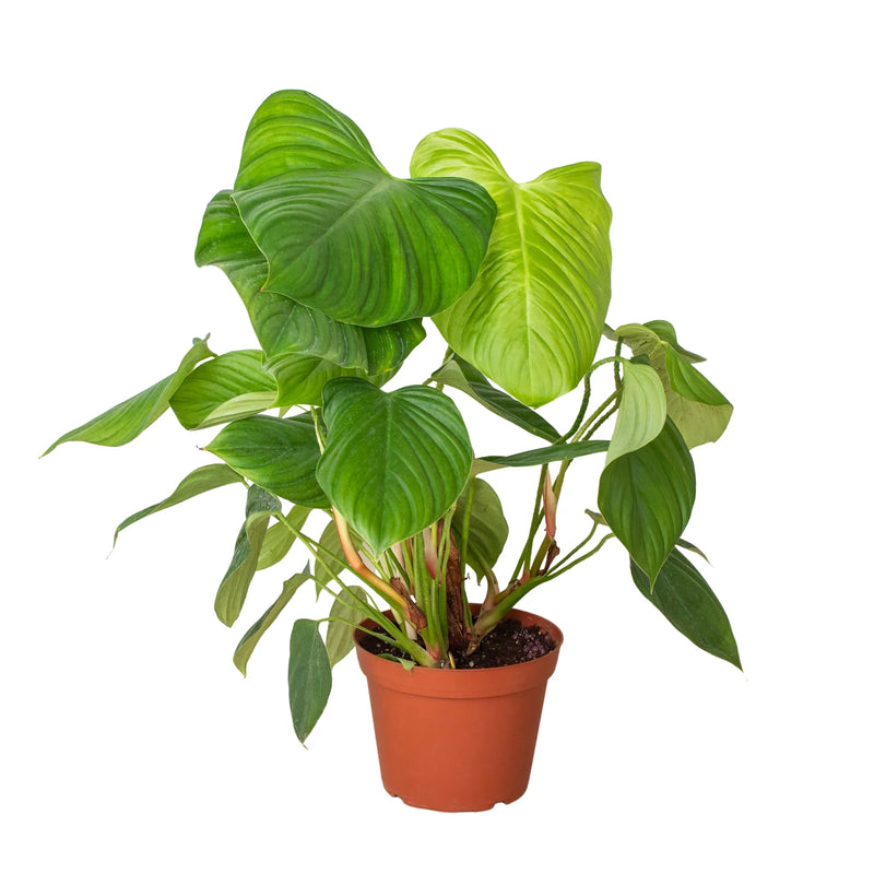 Philodendron &