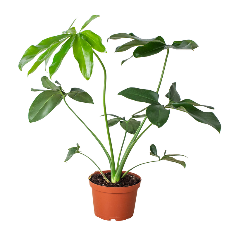 Philodendron &