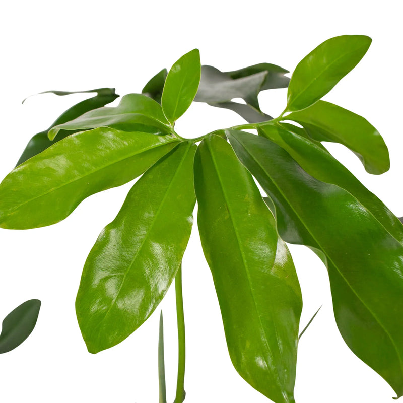 Philodendron &