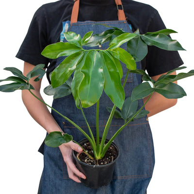 Philodendron 'Goeldii'