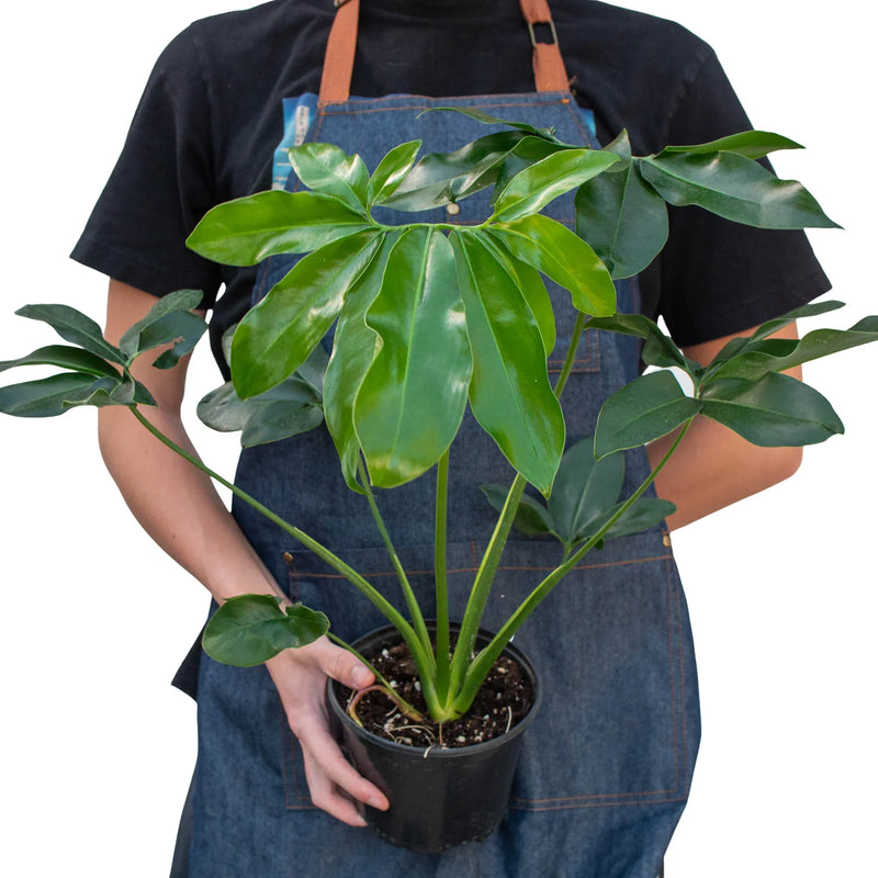 Philodendron &