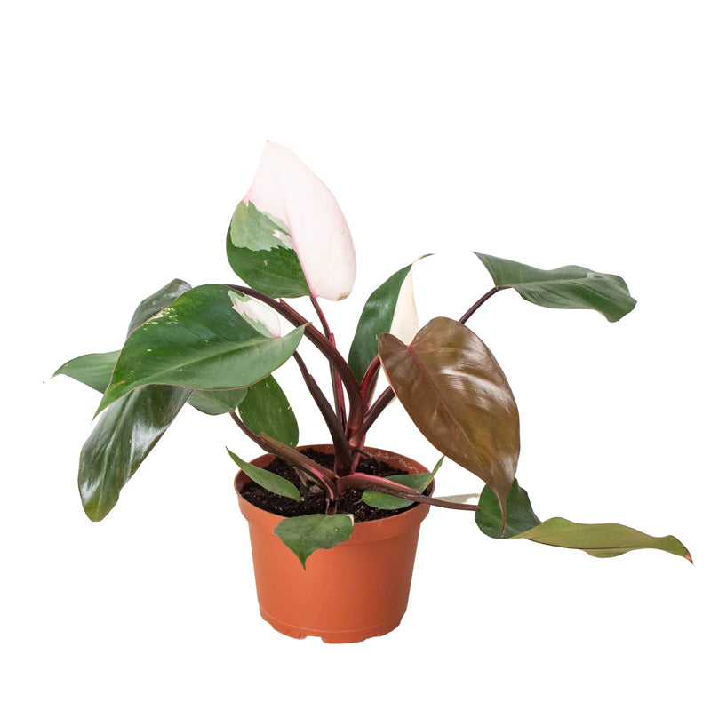 Philodendron &