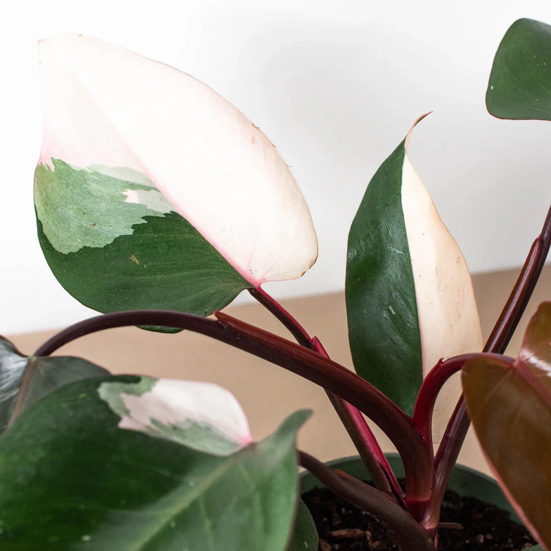 Philodendron &