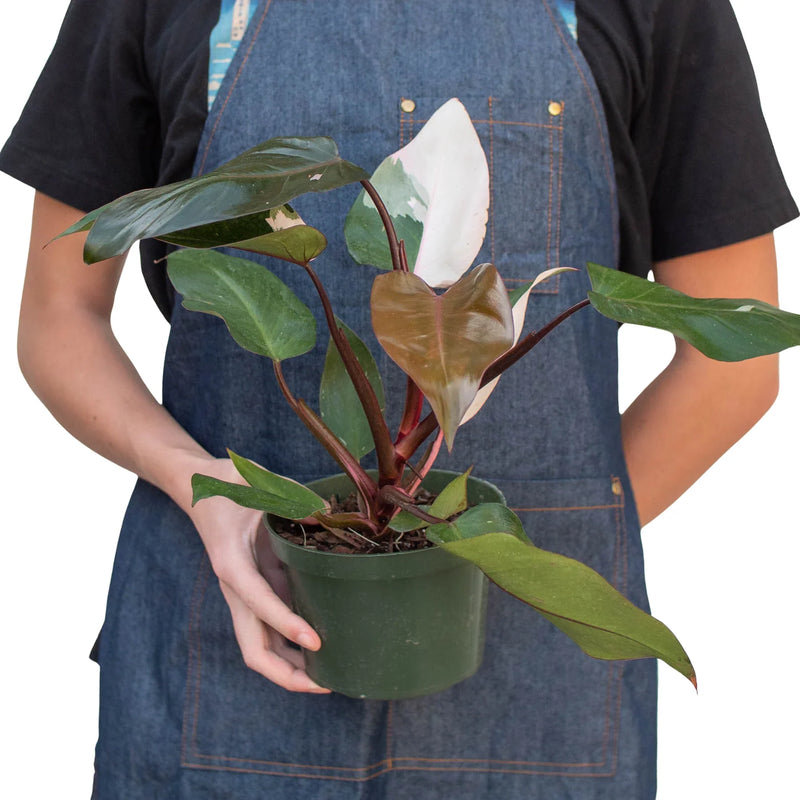 Philodendron &