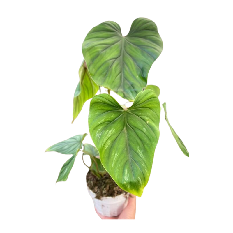 Philodendron PlowManii