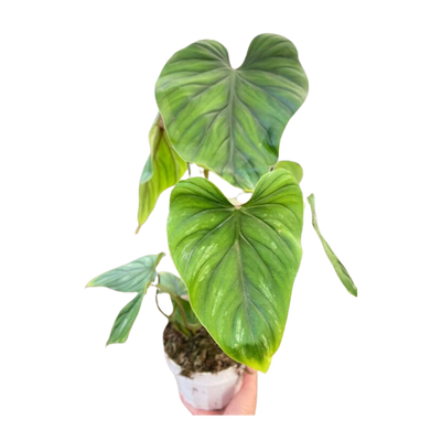 Philodendron PlowManii