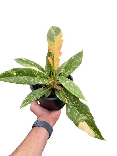 Philodendron Ring of Fire Variegated