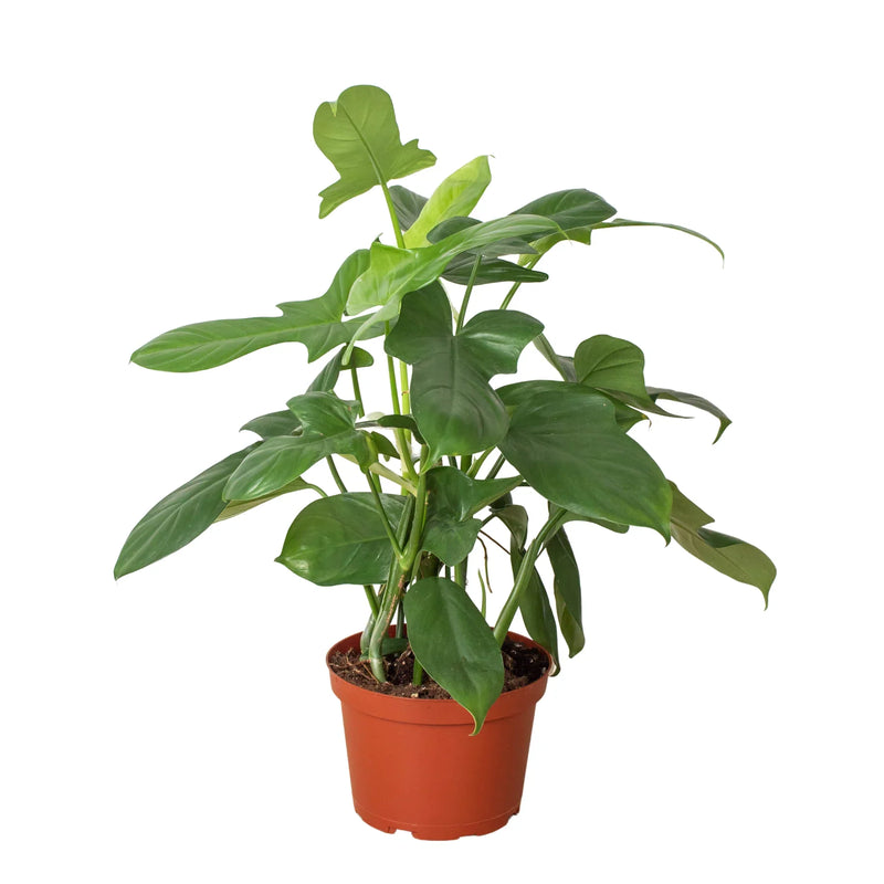 Philodendron &