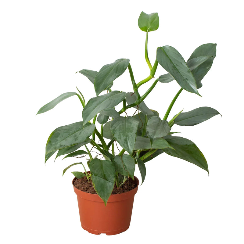 Philodendron &