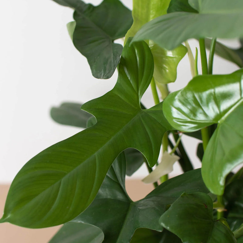 Philodendron &