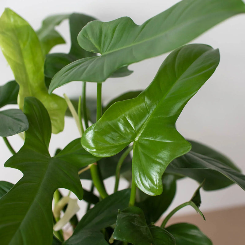 Philodendron &