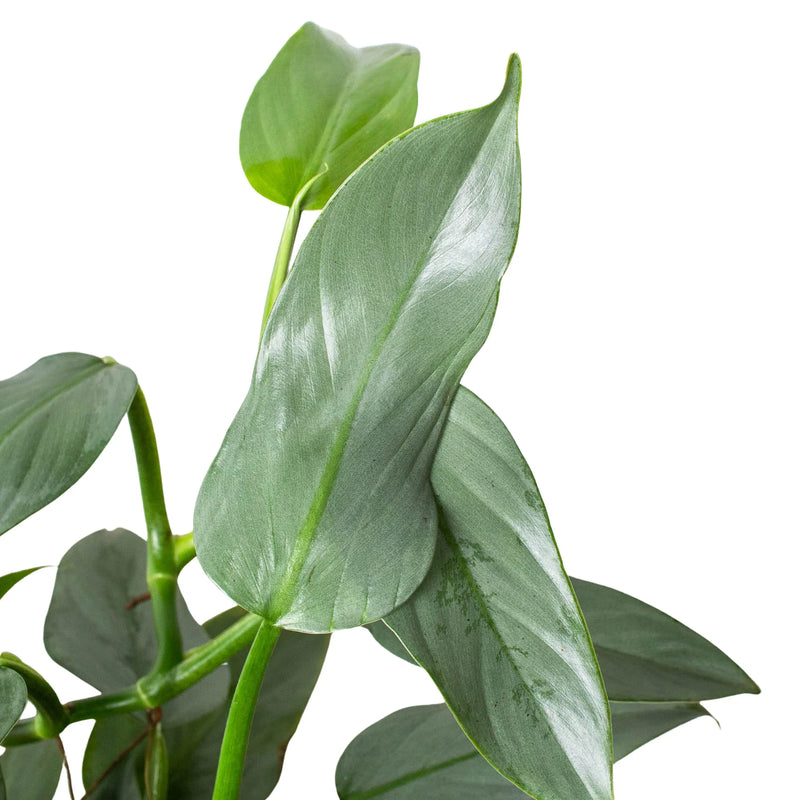 Philodendron &