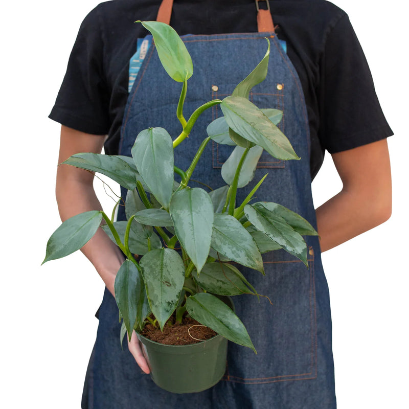 Philodendron &