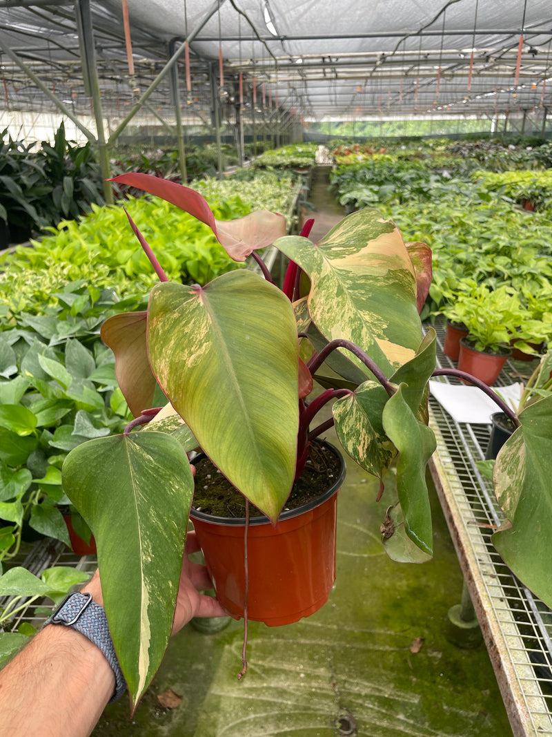 Philodendron &