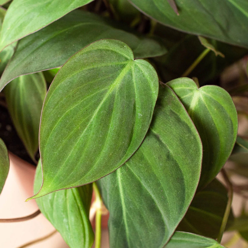 Philodendron &