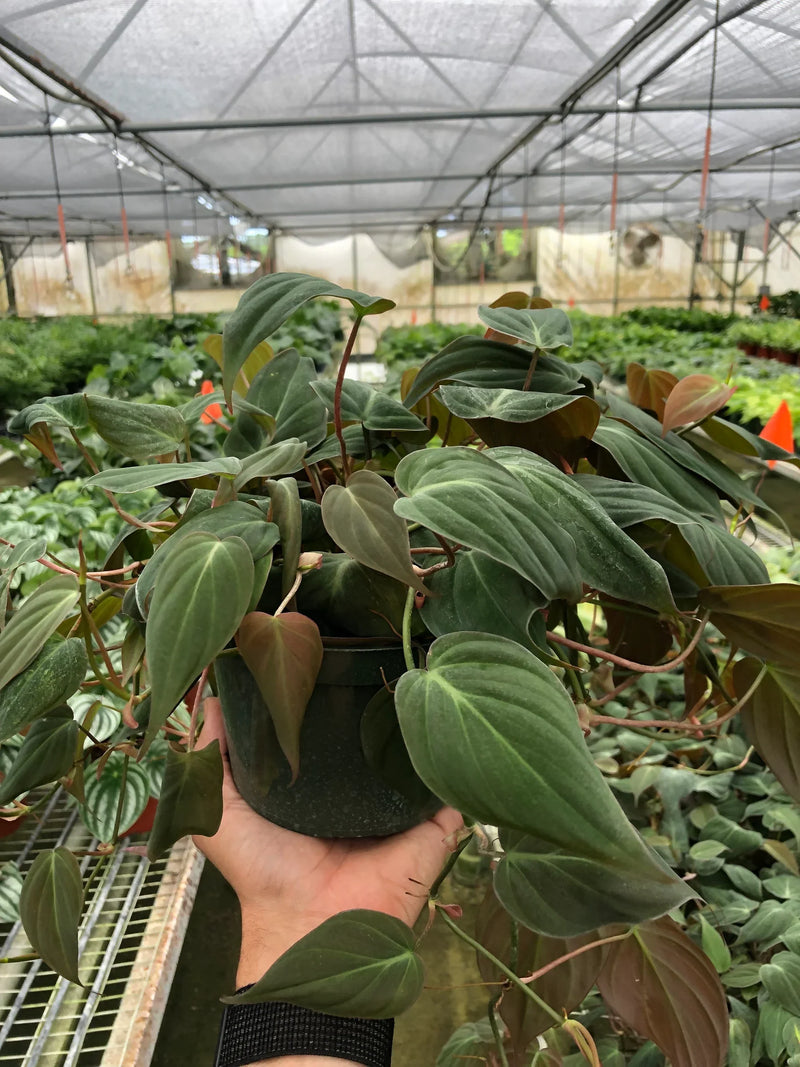 Philodendron &