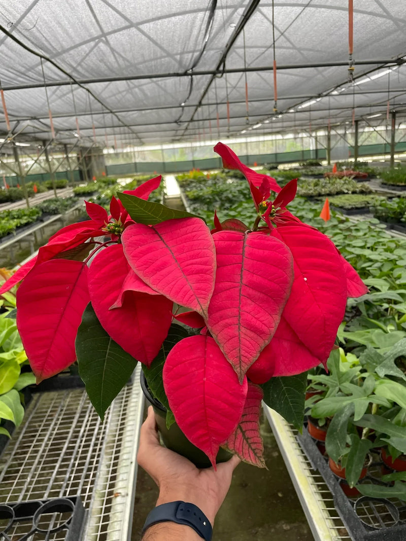 Poinsettia &