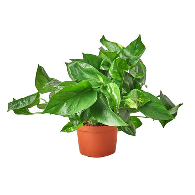 Pothos 'Golden'