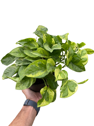 Pothos 'Lemon Meringue'