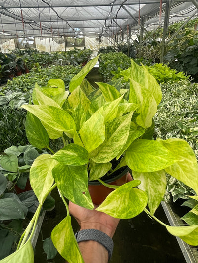 Pothos 'Neon Queen'