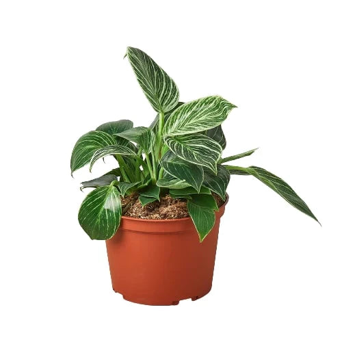 Philodendron &