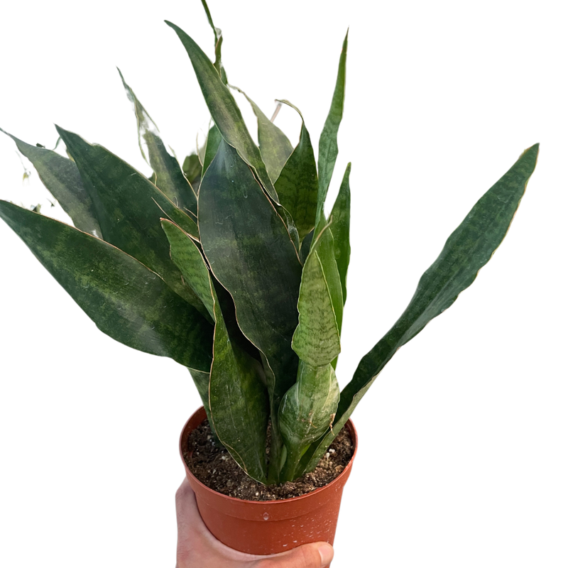 Snake Plant &