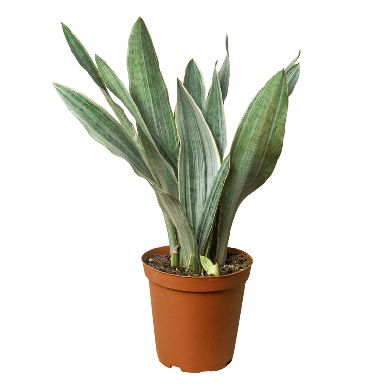 Snake Plant &