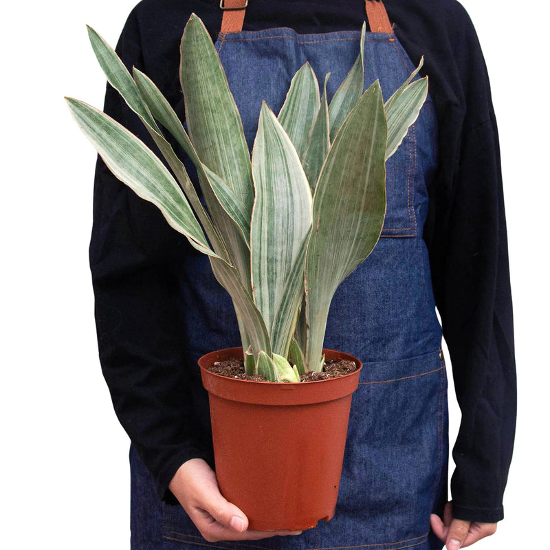 Snake Plant &