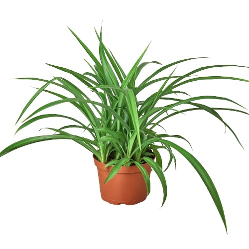 Spider Plant &