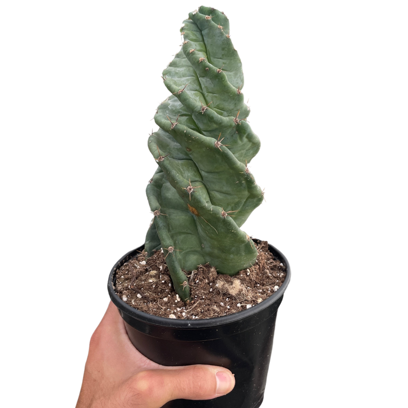 Cereus forbesii &