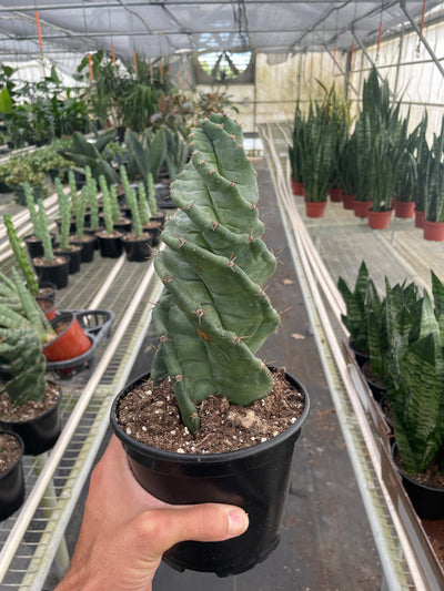 Cereus forbesii 'Spiralis'