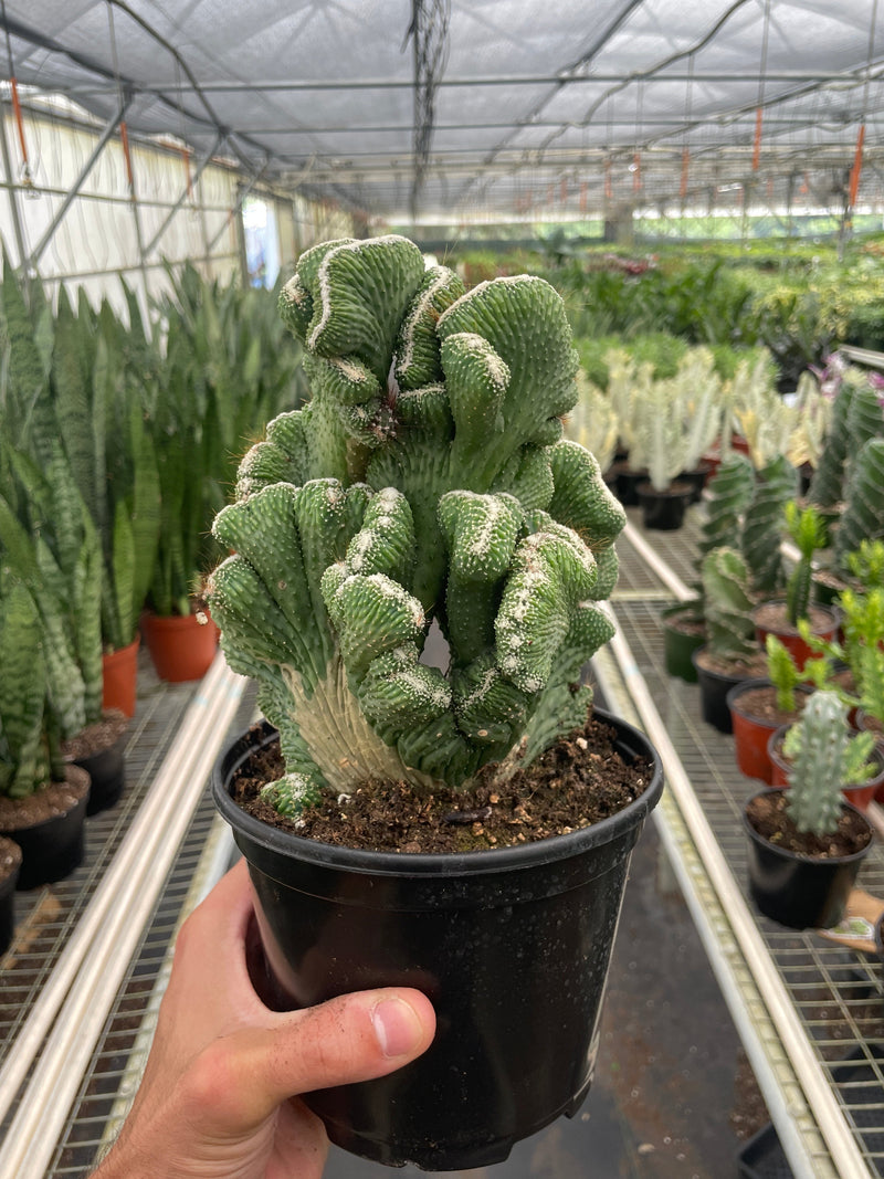 Succulent Cereus Coral Green