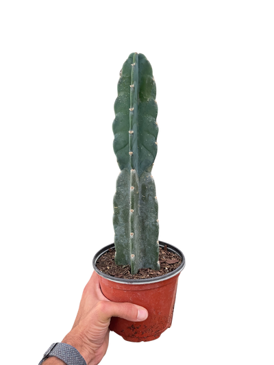 Succulent Cereus Cuddly Cactus