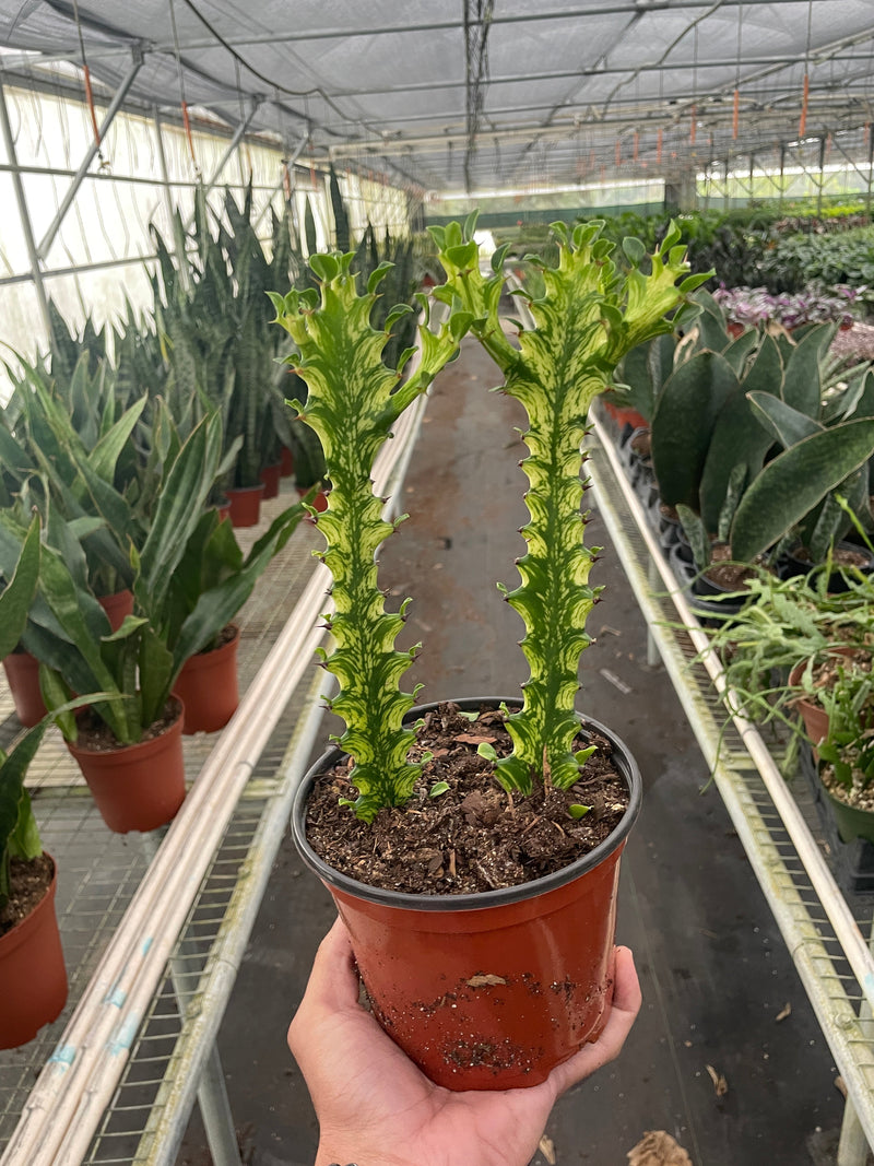 Euphorbia &