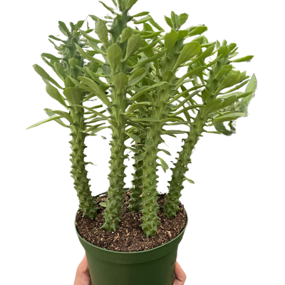 Euphorbia 'Sausage Spurge'