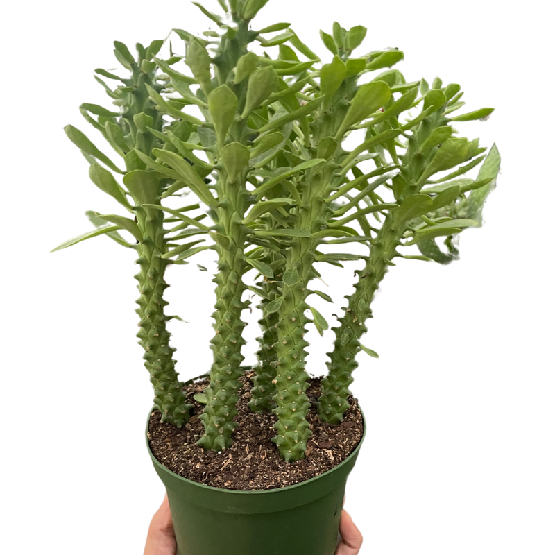 Euphorbia &