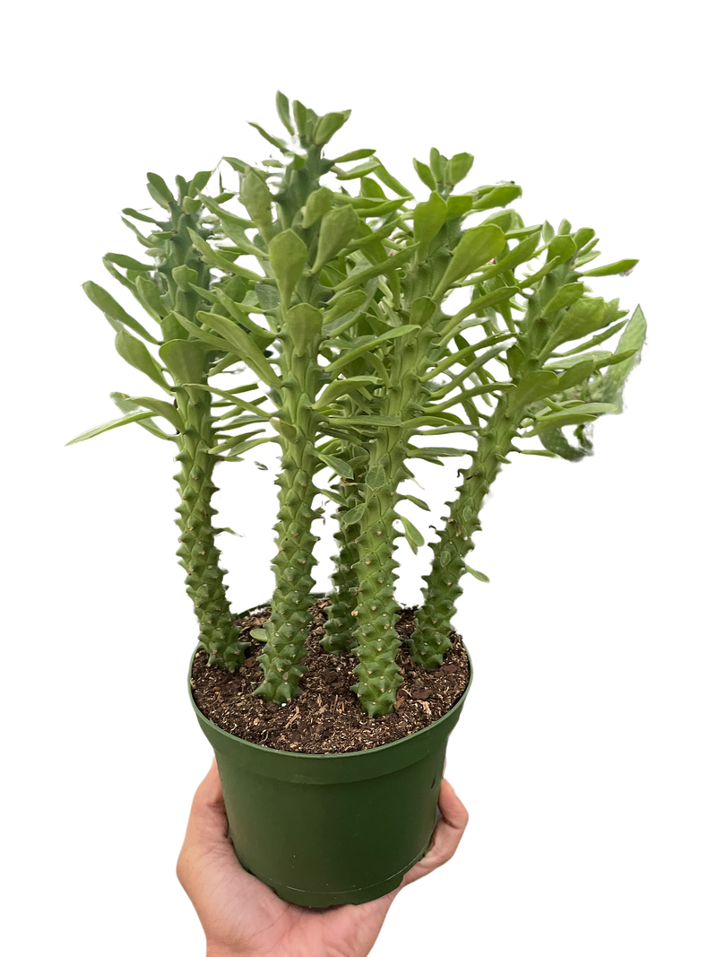 Euphorbia &