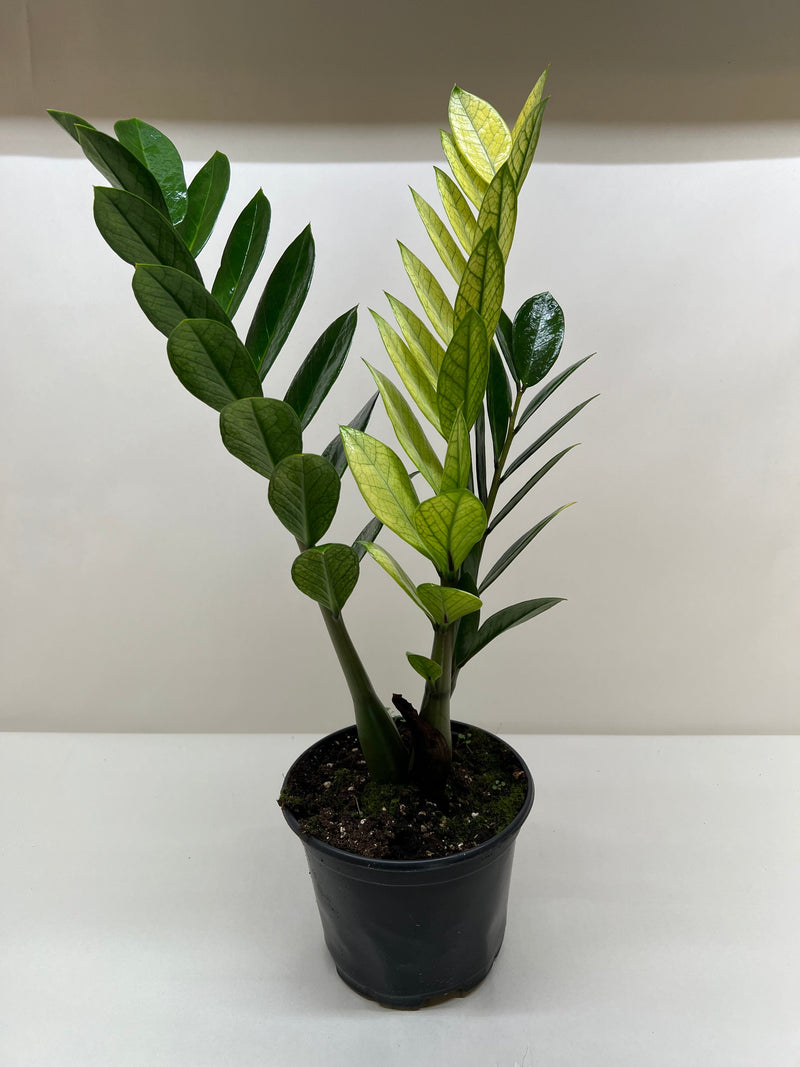 Zamioculcas &