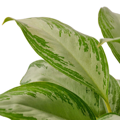 Chinese Evergreen 'Silver Bay'